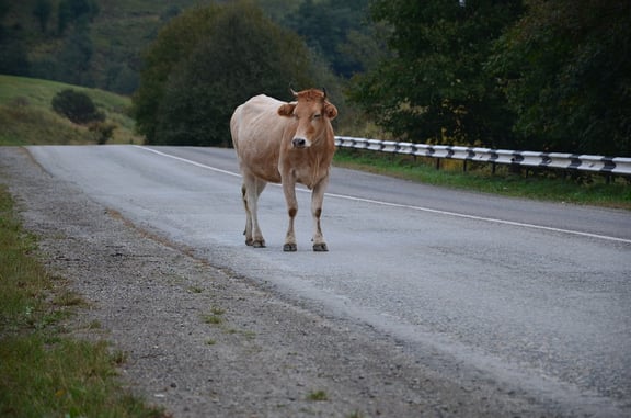 cow on the road.jpg